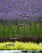 2022花境植物组团配置带名称园林景观铺装材料植物配置方案实景图-淘宝网
