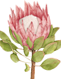 King Protea : Protea cynaroides illustration -King Protea.