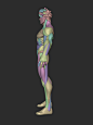 Stylized Warrior Anatomy Blockout