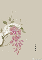 #365天生日花# 2月3日 小豆蔻 (Cardamine) 
花语 ：奉献 