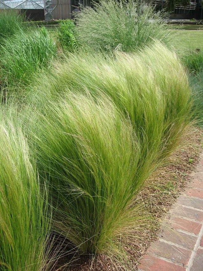 细叶针茅1