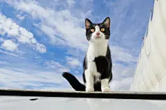点击来源直接获取大图文件 |black and white cat on an airplane
