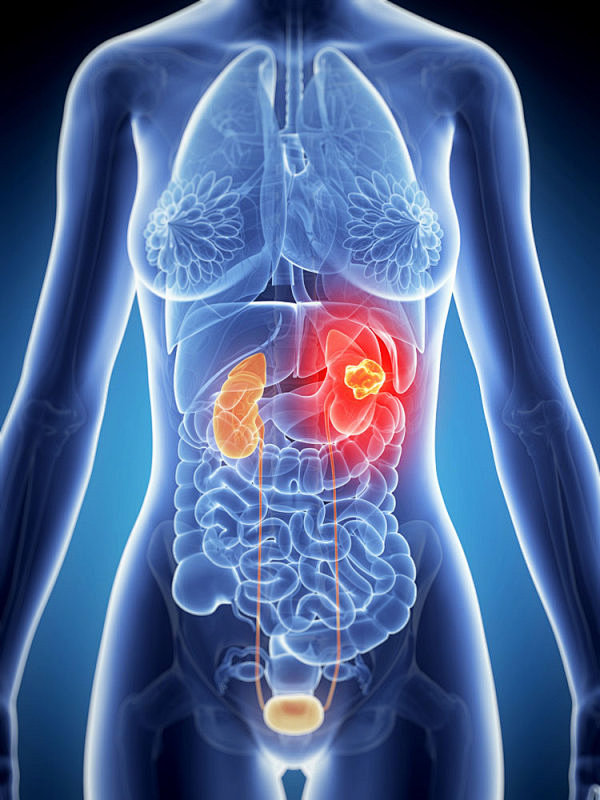 转载人体内脏结构超清晰剖视图