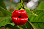 嘴唇花 世界上最“诱人”的植物【嘴唇花】或许你见过的植物形形色色，种类繁多。然而你见过嘴唇花吗？它因形状酷似性感诱人的嘴唇而得名。网站Oddity Central近日为你介绍了这一奇特罕见的植物，让我们一饱眼福吧。因此，如果你想给大自然母亲一个吻的话，那就种株嘴唇花吧。诱人的苞片盛开一小段时间后，就会露出美丽的花朵。这种奇特的植物看似经过技术处理过的，然而，可以很确定地说它那诱人的嘴唇是天生的，而非经过技术处理的。嘴唇花生长在中美洲和南美洲一些国家的热带雨林中，如哥伦比亚、哥斯达