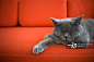 Grey cat sleeping on couch