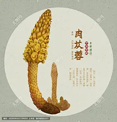 肉苁蓉 大芸 寸芸 苁蓉 手绘肉苁蓉 地精 中药肉苁蓉 肉苁蓉中药 中药图谱 本草图谱 本草纲目 中草药包装插画 草本植物 百草集