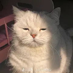 表情包/猫猫
@大刀阔斧向钱进/淮安