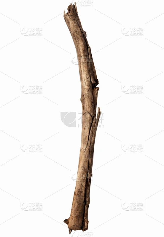 坏掉的,棍,自然,垂直画幅,褐色,无人,嫩枝,白色背景,背景分离,特写素材-花瓣网