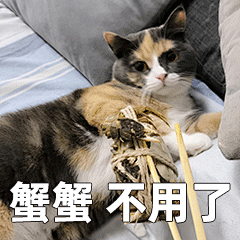 猫咪 怂 表情包09