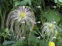 干枯 花壁纸 金线莲 黄色 花 特写 美丽的花朵 花卉背景 漂亮