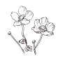 秋牡丹_PNG线稿素描手绘植物花水仙菊化妆品包装海报平面AI矢量设计素材