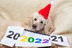 2022年进攻2021年后的概念。沙发上躺着一只戴着新年帽的浅色皇家贵宾犬。