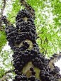 【怪异水果——贾布提卡巴（jabuticaba）】贾布提卡巴，又名巴西葡萄树，是一种很独特的果树。它的果实很不寻常，因为它们长在树干和树枝，而不是茎上。你见过这么奇怪的水果吗？