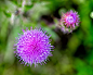 Purple Thistle (Cirsium horridulum) by Francisco Herrera on 500px