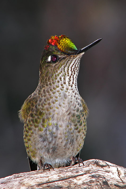 蜂鸟目蜂鸟科火冠蜂鸟属绿背火冠蜂鸟