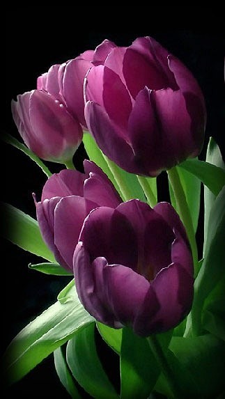 fleur / Purple Tulip...
