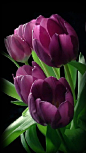 fleur / Purple Tulip Pretty Flower紫色的郁金香花
