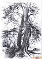 国外关于树的素描风景图片,各种各样素描树的写生作品23P(8)_素描风景画_素描_我爱画画网