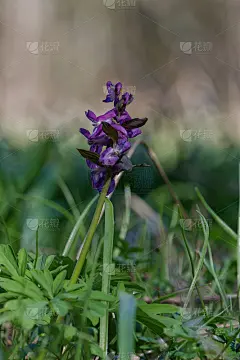 春天的花(紫堇)在自然界