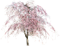 园林树木桃树透明png @飞天胖虎