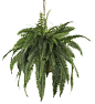 Plant Painting - Contemporary - Artificial Plants And Trees - by Artisan Moss
