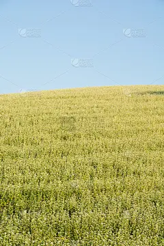 夏季开着白花的荞麦田