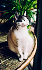 猫咪