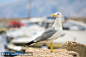 海鸥。克罗地亚
seagull. Croatia