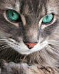 Beautiful Eyes: 