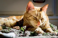 点击来源直接获取大图文件 |红猫在吃紫色猫薄荷花时做鬼脸