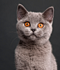 动物,猫,摄影,小猫,宠物_130301149_British Shorthair kitten (3 months old)_创意图片_Getty Images China