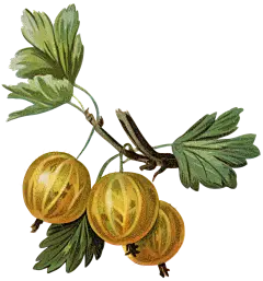 HTC_Heritage Library_Berry BoostElement 2