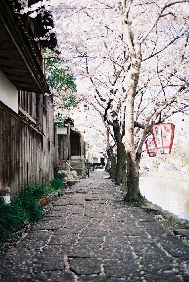 日本街景，樱花
