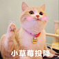 一组可爱的猫咪表情包<br/>点赞自取<br/>#帮找表情包原图# ​​​​