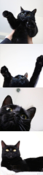 黑猫 ⚫️