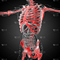 骨骼骨骼的3d渲染医学插图