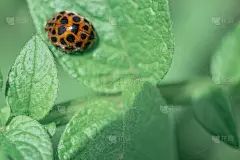 散焦的春天自然背景与瓢虫在绿叶上。近距离图像。柔和的焦点梦幻的形象。春夏季节概念。卡、笔记本封面。