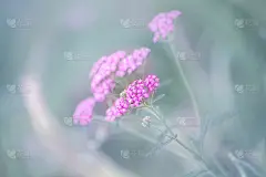 精致的花朵艾菊。