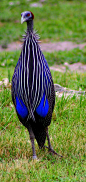 Vulturine Guinea fowl