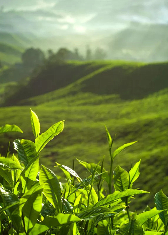 茶树,茶叶,自然,垂直画幅,饮食,绿色,...