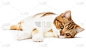 悲伤的猫孤独地躺在白色的地上。漂亮的猫躺在相机里看。英国短毛猫的特写，神秘的表情。