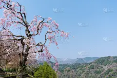 樱花和石门三山