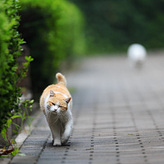 大师级别的采集到狗狗猫猫