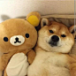 小心，这只柴犬有毒 : 　　 柴犬仿佛是自带蠢萌属性 今天给大家介绍这只睡觉喜欢举爪子的小柴犬 这只来自日本的柴犬名叫マロたん马洛痰 它有一张迷人的脸蛋和笑容 　　 在ins上也有超高的人气 44万关注 深受大家喜爱 　　 　　 不过它有个