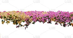 黄色和粉红色的九重葛花在白色的背景上。