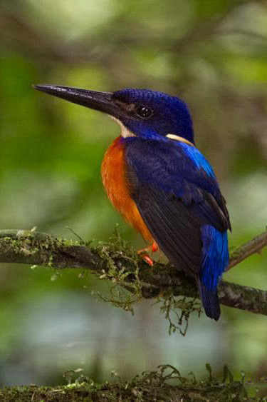 佛法僧目翠鸟科翠鸟属闪蓝翠鸟