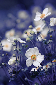 Yanfei_柳飞燕喃采集到花的摄影