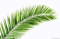 密密麻麻的树叶 透光 绿叶图片素材 棕榈叶 女装包包阳光系素材 棕榈树叶 植物学,椰子,绿色,悬挂的,叶子 椰树 棕榈叶
