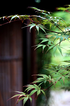 喜晴·W采集到A-碧玉集—花开花落