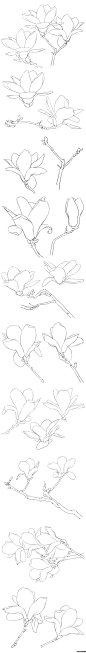 木莲花
